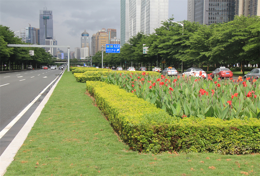 深圳市深南大道中央绿化带提升工程